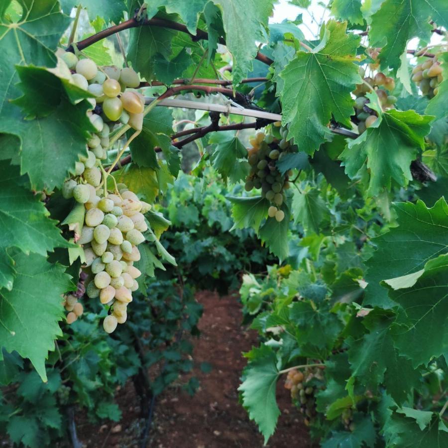 Masseria La Foggia 法萨诺 外观 照片