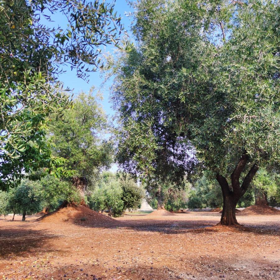 Masseria La Foggia 法萨诺 外观 照片